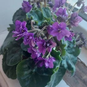 фиалки fialki gul