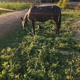 gatyr eşek