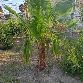 Palma Agajy