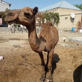 ogşuk