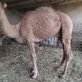 erkek owşuk