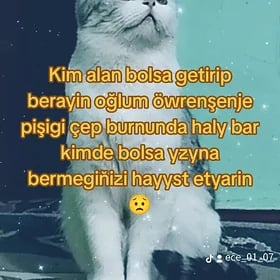 gyzpişigim yitdi кошка пропал