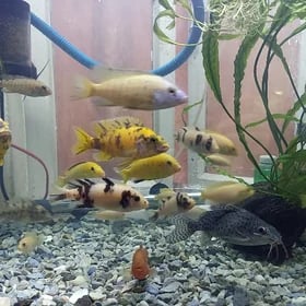 Рыбки Малавийские Цихлиды