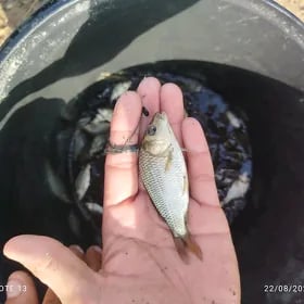 Malyok