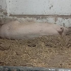 Matka doňuz