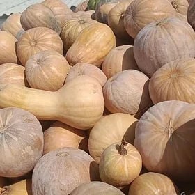 kadi