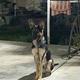 awcarka 8 aylyk