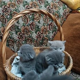 котята