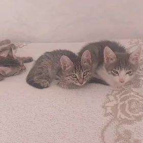 котята
