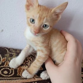 Раздаем маленьких котят