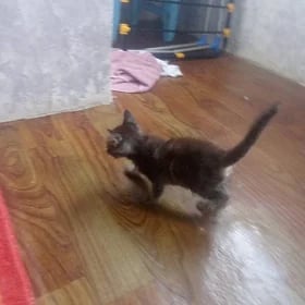 pişik
