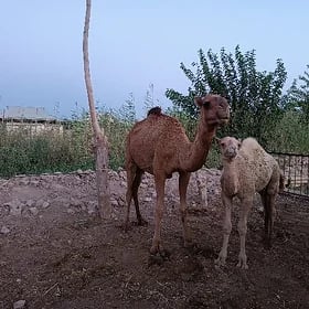 kosekli duye