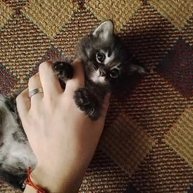 котенок