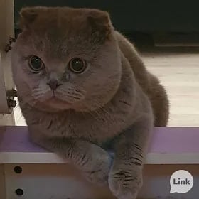 Коты
