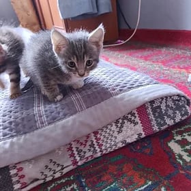 отдам котят
