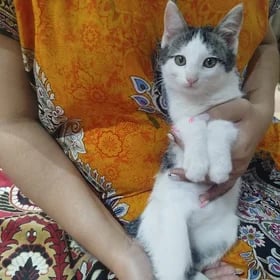 Домашние котята