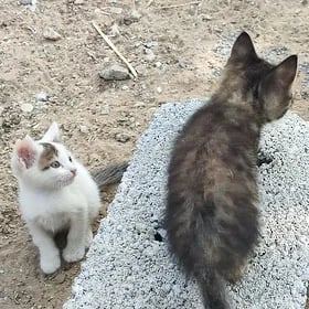 pişik