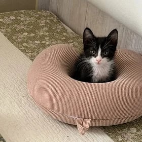 котенок 1.месяц