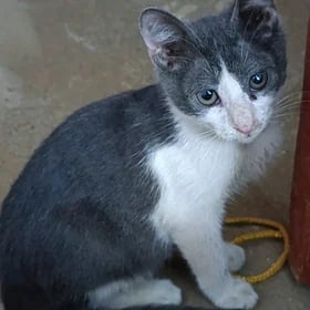 котик