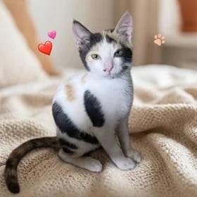 кошечка