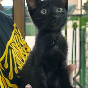 Pishik котенок