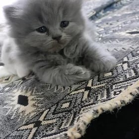 Şatlan pisik