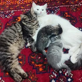 кот на вязку