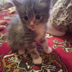 котята