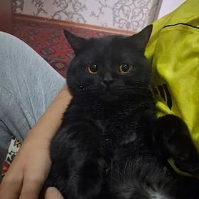 Garabulut