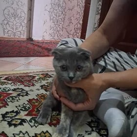 Tontoş