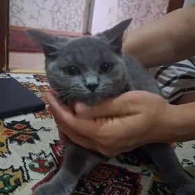 Minok