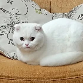 кот на вязку 8 месяцев