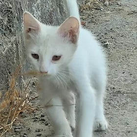 Кошки