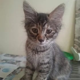 котята