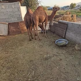 Ogşuk