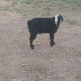 Geci