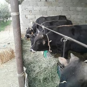 öküz 5