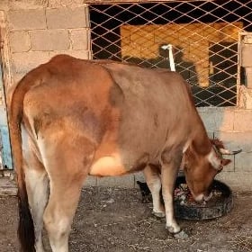 Şwet Sygyry