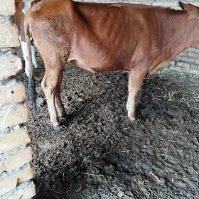 семиз гунажын
