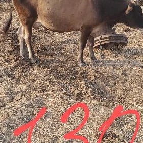 sygyr