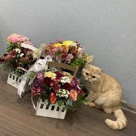 Коты чистопородные