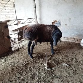 кочкар