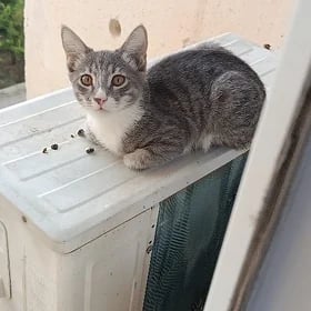 домашние животные