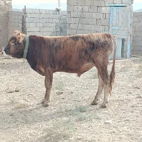 bakyly okuz