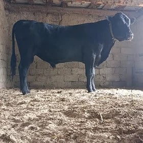 Arginal Angus öküz