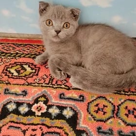 котенок