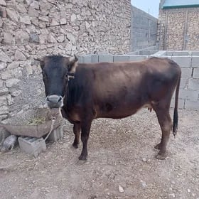 Sygyr