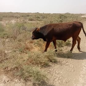 öküz tohum