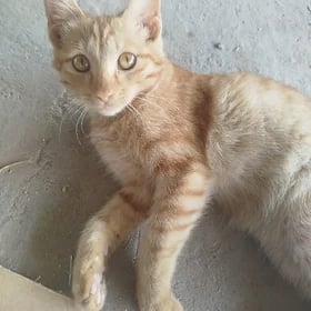 котята