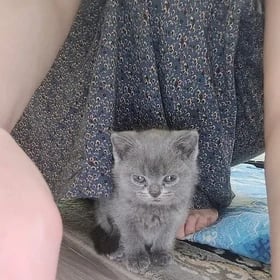 şotlandski pişik